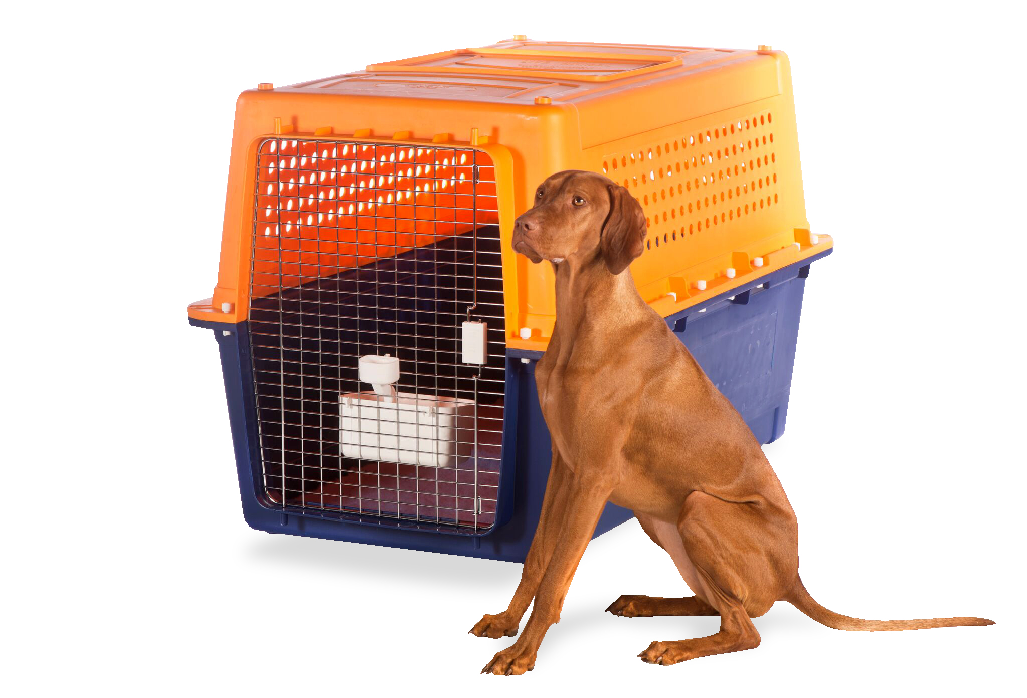 Pet Transport Service | Overseas & Interstate | Grace Removals